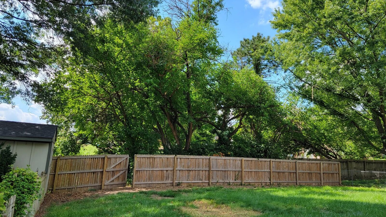 Backyard fence line with the trees cleared back and a clean lawn